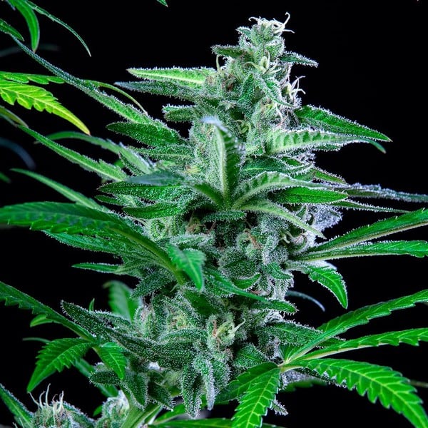 Royal Queen Seeds Cannabis Seeds Special Kush #1 Feminized