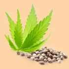 Cannabis seeds