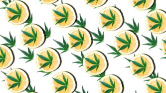 Terpeni v konoplji - kaj so in kako delujejo?