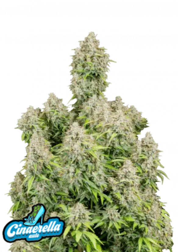THC ステッカー 420 ボング アムステルダム hemp ヘンプ