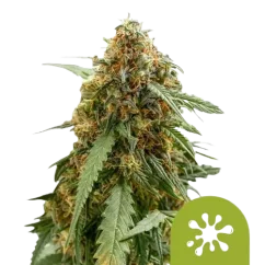 Royal Queen Seeds კანაფის თესლი Sticky Queen Auto