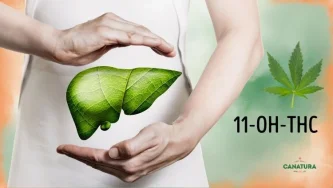 11-OH-THC, list konoplje in človeška jetra, logotip Canatura spodaj desno