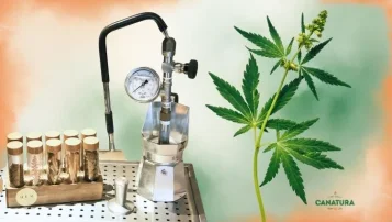 Ghidul celor mai comune metode de extragere a compușilor din cannabis, cu solvenți și fără ei
