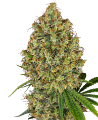 Sensi Seeds Cannabis Seeds AK-420 Feminized by White Label, 3-10 pcs