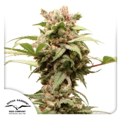 Dutch Passion Cannabis Seeds Auto CBG-Force® Autoflowering