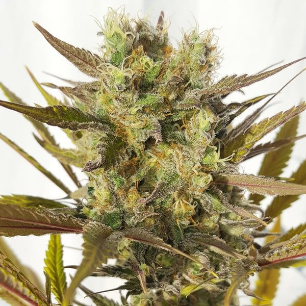 Royal Queen Seeds Cannabis Seeds Blue Mystic Feminized