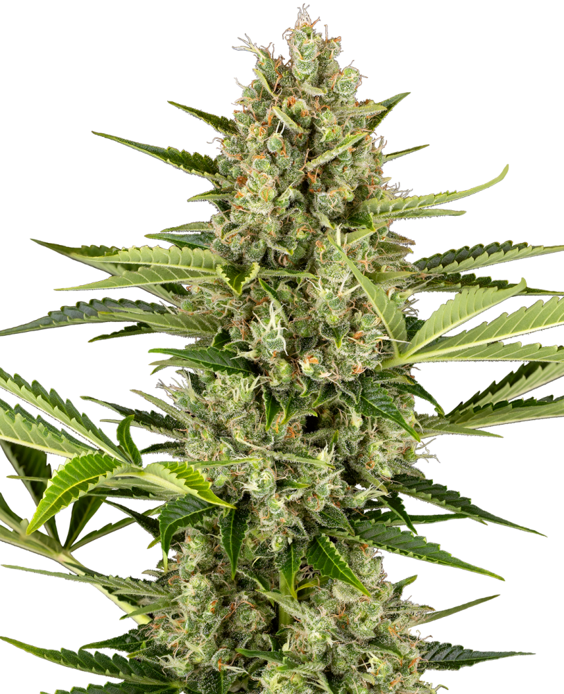 Sensi Seeds Cannabis Seeds Jack Herer Automatic Feminized, 3