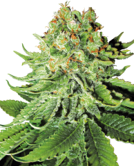 Sensi Seeds Cannabis Seeds Northern Lights Automatic Feminized by White Label, 3-10 pcs
