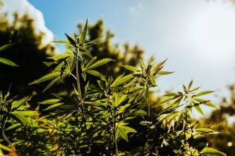 Rozdiel medzi THC a CBD, teda dvoma najznámejšími zložkami konope
