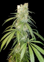 Dutch Passion Cannabis Seeds Amsterdam Amnesia Feminized