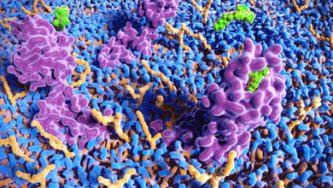Mikroskopische Aufnahme von Molekülen des Endocannabinoidsystems, die mit der Zelloberfläche interagieren, was die Komplexität der mit diesem System verbundenen Zellsignalisierung zeigt Mikroskopische Aufnahme von Molekülen des Endocannabinoidsystems, die mit der Zelloberfläche interagieren, was die Komplexität der mit diesem System verbundenen Zellsignalisierung zeigt