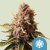 Royal Queen Seeds Cannabis Seeds Euphoria Feminized (High CBD)