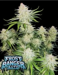 Fast Buds Kaņepju sēklas Frostbanger Auto