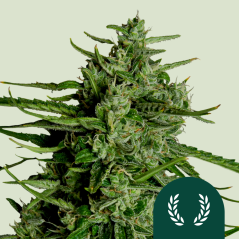 Royal Queen Seeds Cannabisfrø Titan F1 Auto