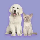 CBD Per animali domestici