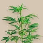 10-OH-THC