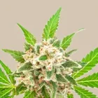 THC+