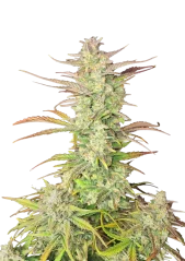 Fast Buds Σπόροι Κάνναβης Z-Up Autoflowering