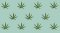 CBD, HHC, H4CBD: How do they differ and what they have in common?