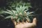 HHC - Hexahydrocannabinol