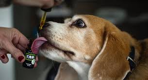 Which dosage of CBD to choose for your pet dog