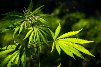 Primerjava HHC in THC: kaj imata skupnega in v čem se razlikujeta