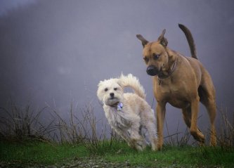 CBD oleje obsiahnuté v konope môžu pomáhať tiež psom