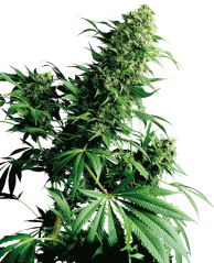 Sensi Seeds Cannabis Shiva Shanti® Regular, 10 pcs