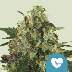 Royal Queen Seeds Cannabis Seeds Medical Mass Feminized (High CBD)