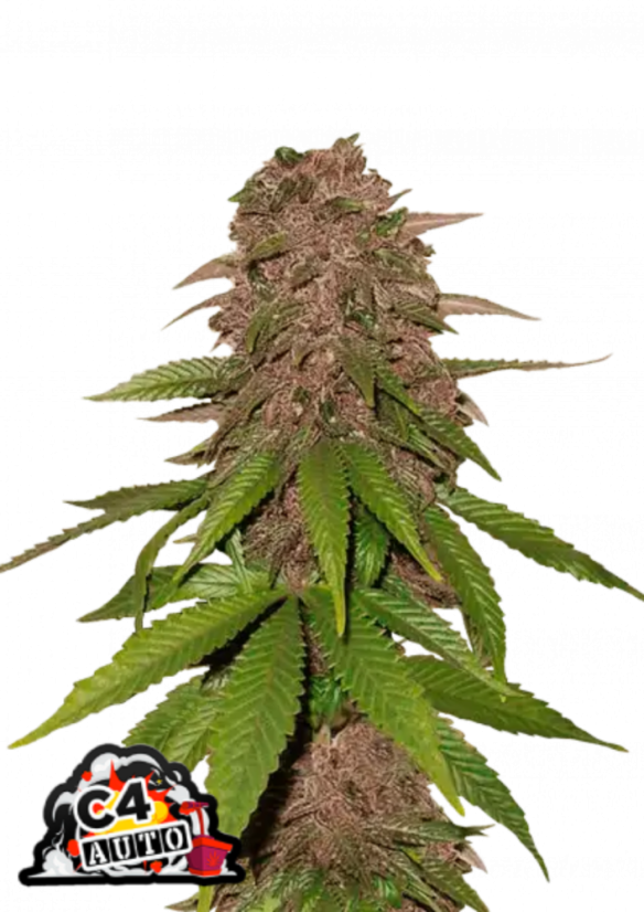 ファストバッズ 大麻種子 C4 オート 