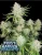 Fast Buds Cannabis Seeds Frostbanger Auto