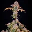 Royal Queen Seeds Cannabis Seeds Royal Cheese - Fast Feminized