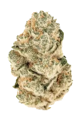 Fast Buds Σπόροι Κάνναβης Gorilla Melon Θηλυκοποιημένοι
