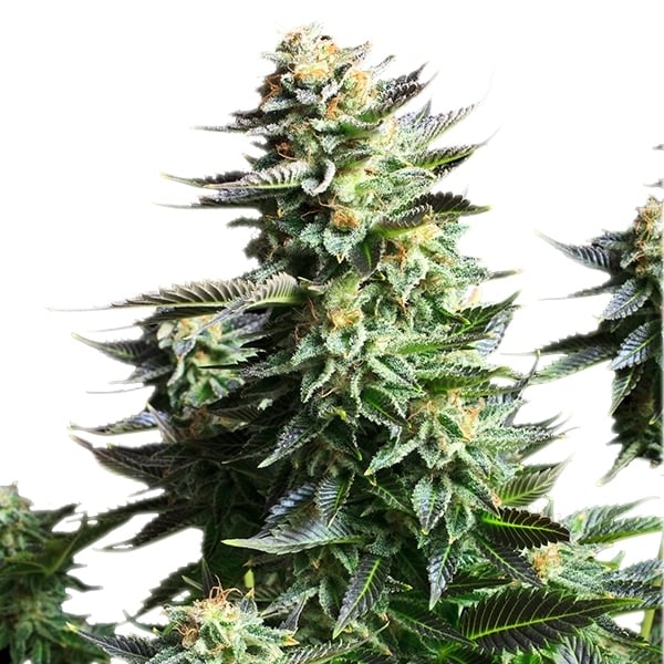 Royal Queen Seeds Cannabis Seeds Amnesia Haze Feminized