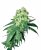 Sensi Seeds Cannabis Seeds White Rhino Regular by White Label, 10 pcs