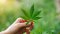The ultimate guide to the world of CBD: What is cannabidiol and where does it help?