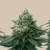 Taqsimiet tal-kannabinojdi