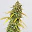 Royal Queen Seeds Cannabis Seeds Special Queen #1 Feminized