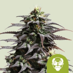 Royal Queen Seeds Cannabisfrø Grandaddy Lilla Auto