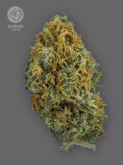 The Bulldog Seeds TB Skittlez Auto, 3 and 5 pcs