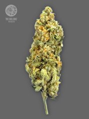 The Bulldog Seeds TB Mimosa Feminized, 3 and 5 pcs