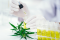 synthetische Cannabinoide