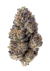 Fast Buds Σπόροι Κάνναβης Papaya Sherbet Θηλυκοποιημένοι