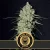Blimburn Seeds Cannabisfrø Mamba Negra hurtigt blomstrende