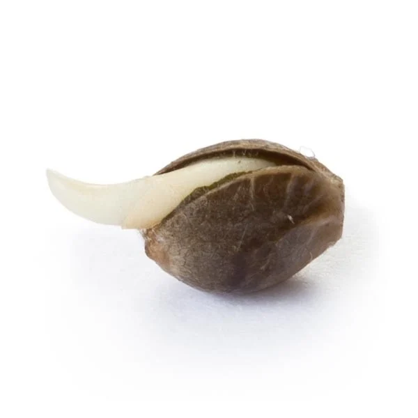 Royal Queen Seeds Cannabis Seeds Amnesia Haze Feminized