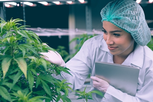 CBD w laboratorium