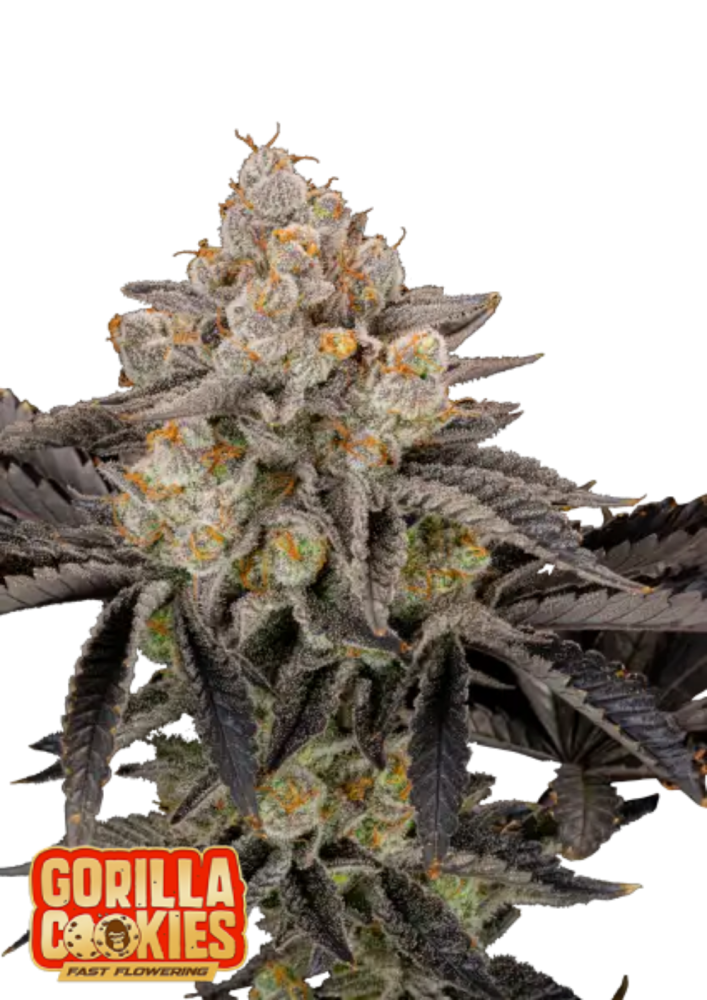 Fast Buds Cannabis Seeds Gorilla Cookies FF 3 ks