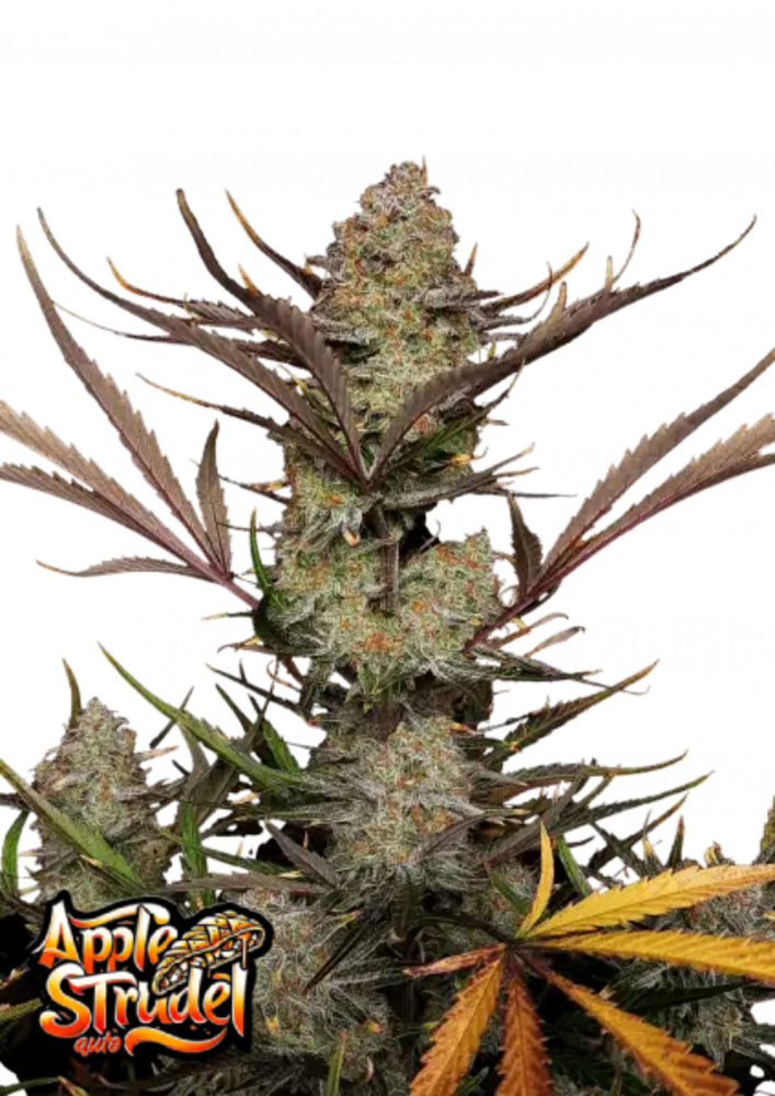 Fast Buds Cannabis Seeds Apple Strudel Auto 10 ks