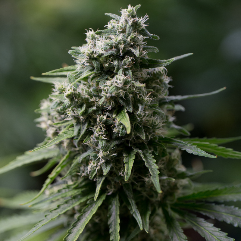 Silent Seeds Classic Cannabis Seeds Critical + 2.0 Feminized 10 ks