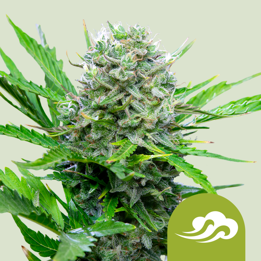 Royal Queen Seeds Cannabis Seeds Royal Bluematic Auto 3 ks